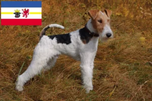 Scopri di più sull'articolo Allevatori di Fox Terrier e cuccioli in Mecklenburg-Vorpommern