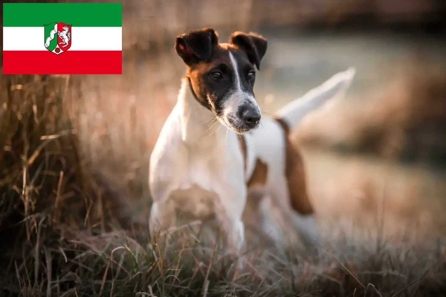 Scopri di più sull'articolo Allevatori di Fox Terrier e cuccioli in Nord Reno-Westfalia