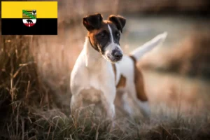 Scopri di più sull'articolo Allevatori di Fox Terrier e cuccioli in Sassonia-Anhalt