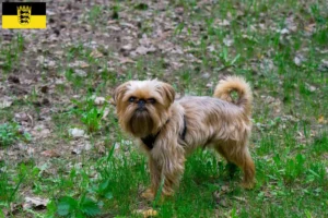 Scopri di più sull'articolo Allevatori e cuccioli di Griffone Belga Nano in Baden-Württemberg