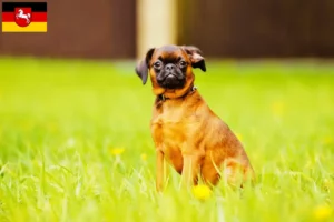 Scopri di più sull'articolo Allevatori e cuccioli di Griffone Belga Nano in Bassa Sassonia