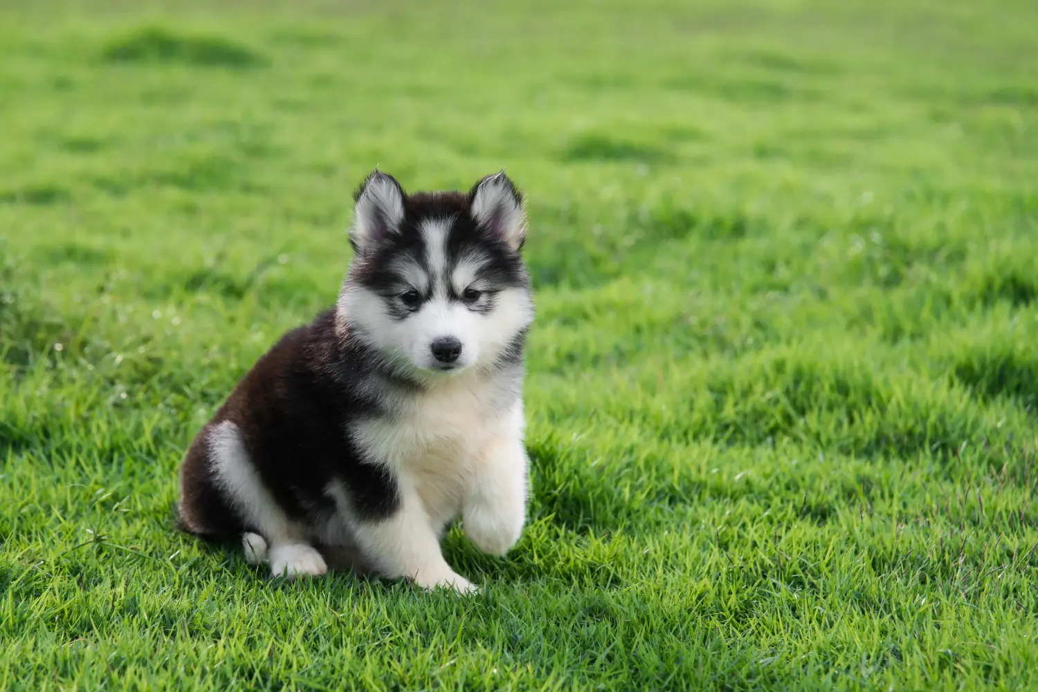Acquistare un cucciolo di Husky significa assumersi delle responsabilità! Acquistare cuccioli di Husky.