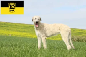 Scopri di più sull'articolo Allevamenti e cuccioli di Irish Wolfhound in Baden-Württemberg