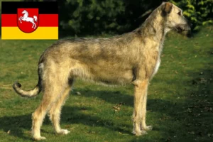 Scopri di più sull'articolo Allevamenti e cuccioli di Irish Wolfhound in Bassa Sassonia