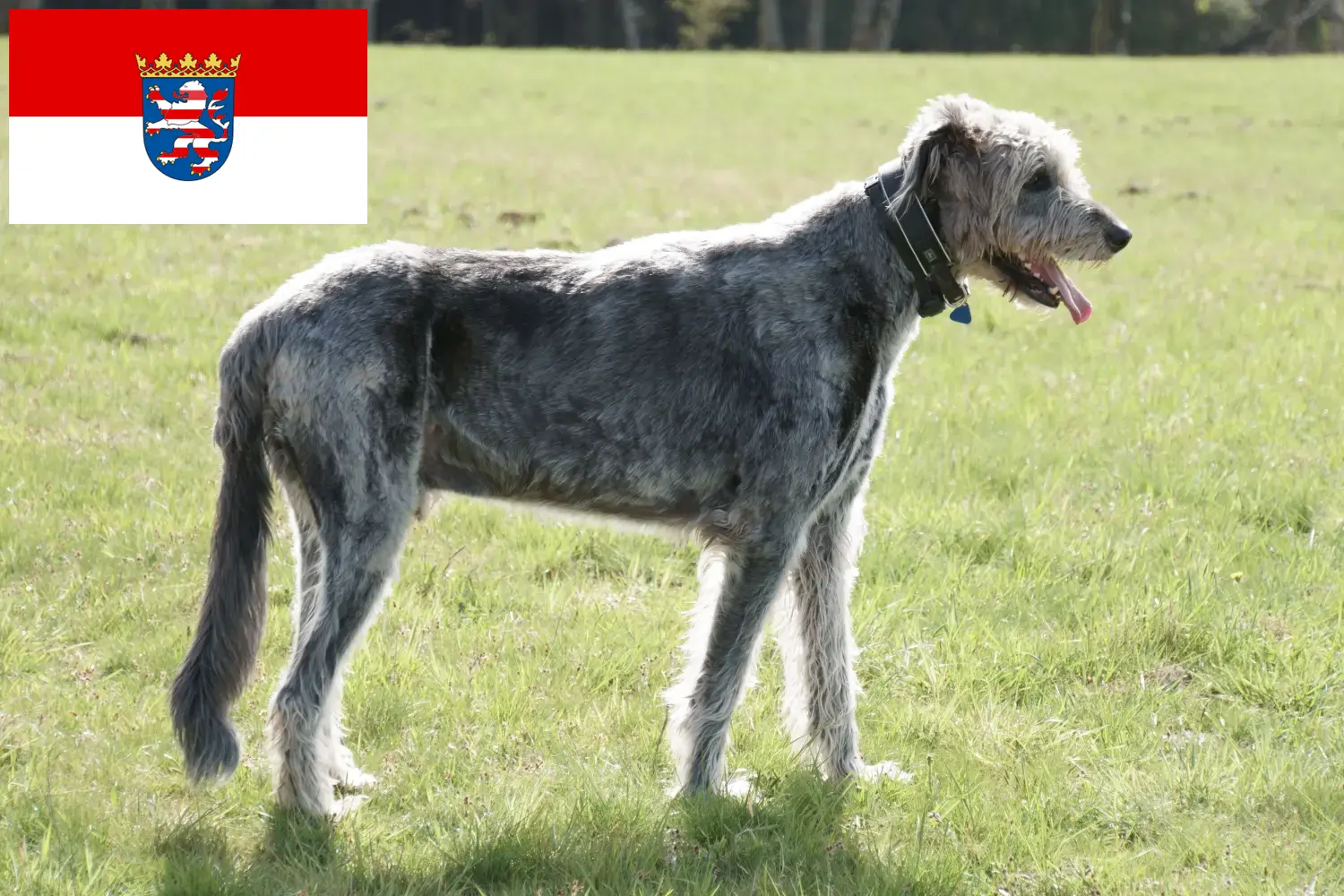Cuccioli di Irish Wolfhound e allevatori Hessen Qui potete trovare gli allevatori di Irish Wolfhounds in Assia.