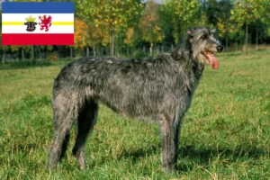 Scopri di più sull'articolo Allevatori e cuccioli di Irish Wolfhound in Mecklenburg-Vorpommern