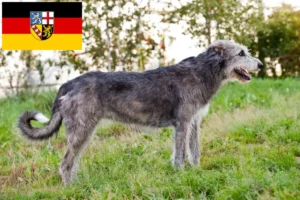 Scopri di più sull'articolo Allevatori e cuccioli di Irish Wolfhound in Saarland