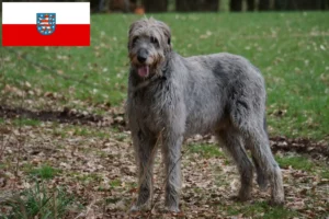 Scopri di più sull'articolo Allevamenti e cuccioli di Irish Wolfhound in Turingia