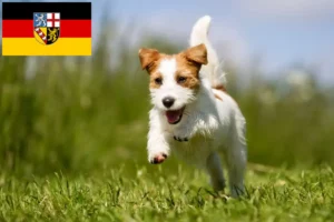 Scopri di più sull'articolo Allevatori di Jack Russell e cuccioli in Saarland
