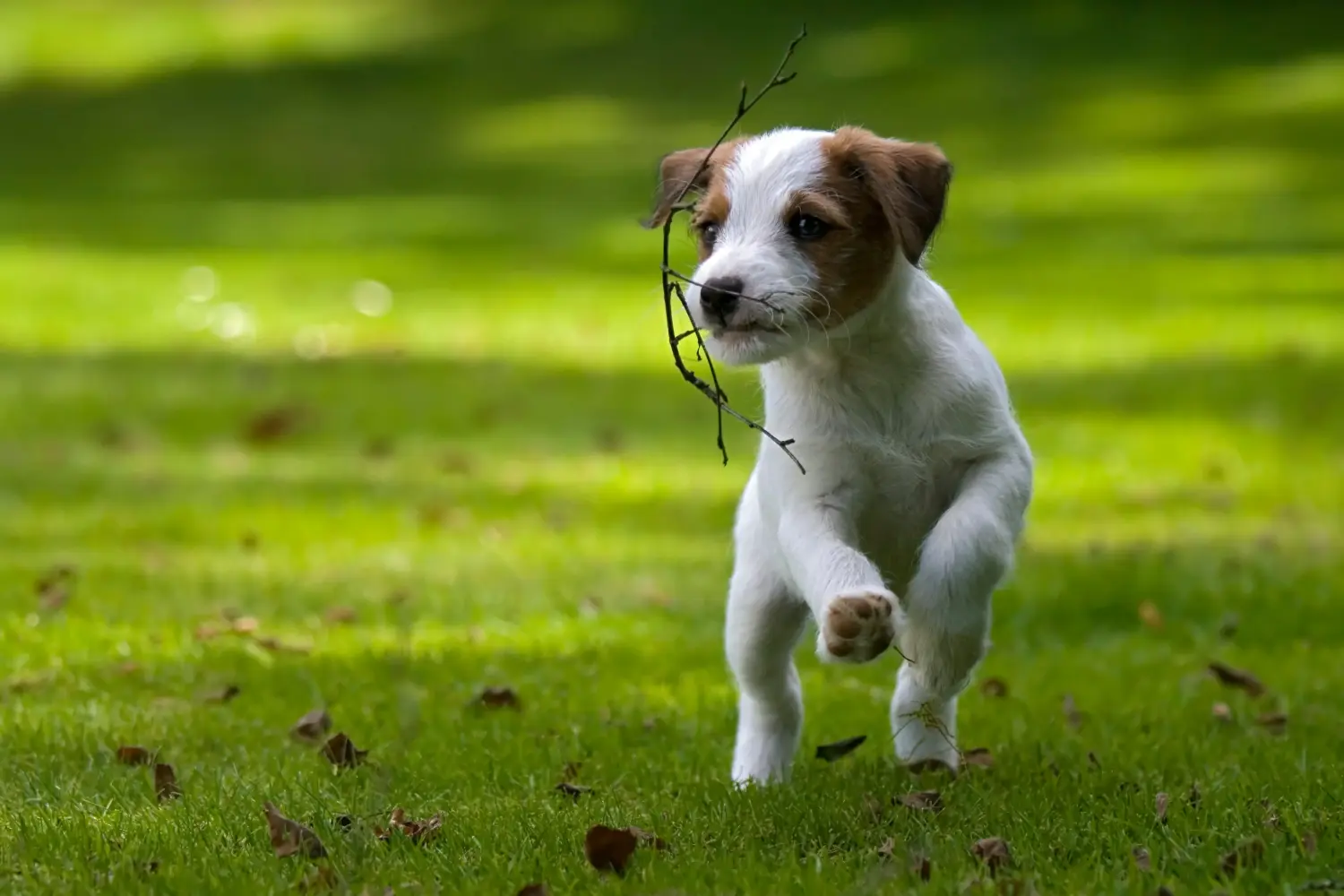 Acquistare un cucciolo di Jack Russell significa assumersi delle responsabilità! Acquistare cuccioli di Jack Russell.
