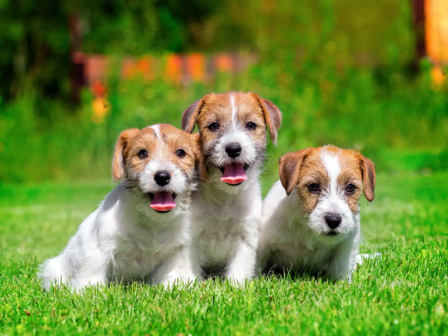 Acquistare un cucciolo di Jack Russell significa assumersi delle responsabilità! Acquistare cuccioli di Jack Russell.