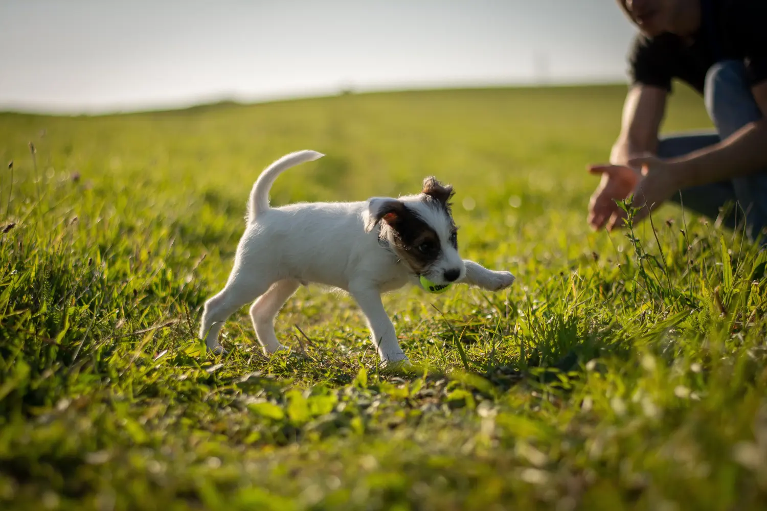 Acquistare un cucciolo di Jack Russell significa assumersi delle responsabilità! Acquistare cuccioli di Jack Russell.
