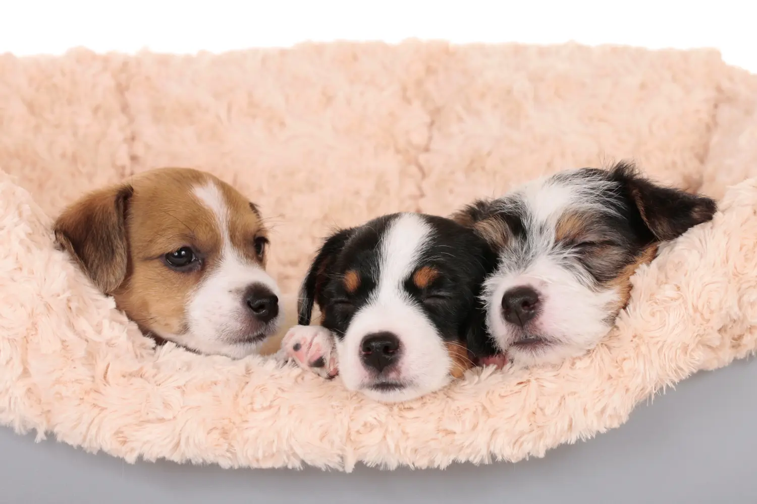 Acquistare un cucciolo di Jack Russell significa assumersi delle responsabilità! Acquistare cuccioli di Jack Russell.