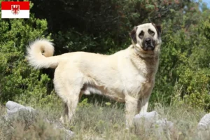 Scopri di più sull'articolo Allevatori di Kangal e cuccioli a Brandeburgo