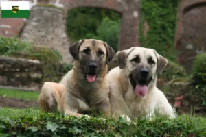 Scopri di più sull'articolo Allevatori e cuccioli di Kangal in Sassonia