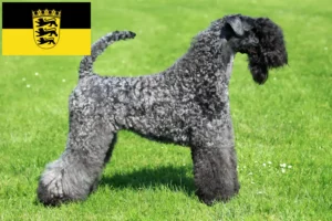Scopri di più sull'articolo Allevatori di Kerry Blue Terrier e cuccioli in Baden-Württemberg