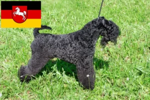 Scopri di più sull'articolo Allevatori di Kerry Blue Terrier e cuccioli in Bassa Sassonia
