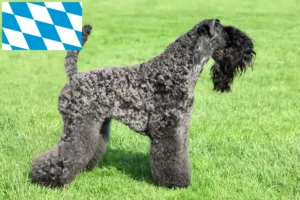 Scopri di più sull'articolo Allevatori e cuccioli di Kerry Blue Terrier in Baviera