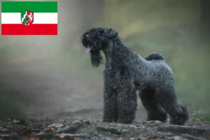 Scopri di più sull'articolo Allevatori di Kerry Blue Terrier e cuccioli in Nord Reno-Westfalia