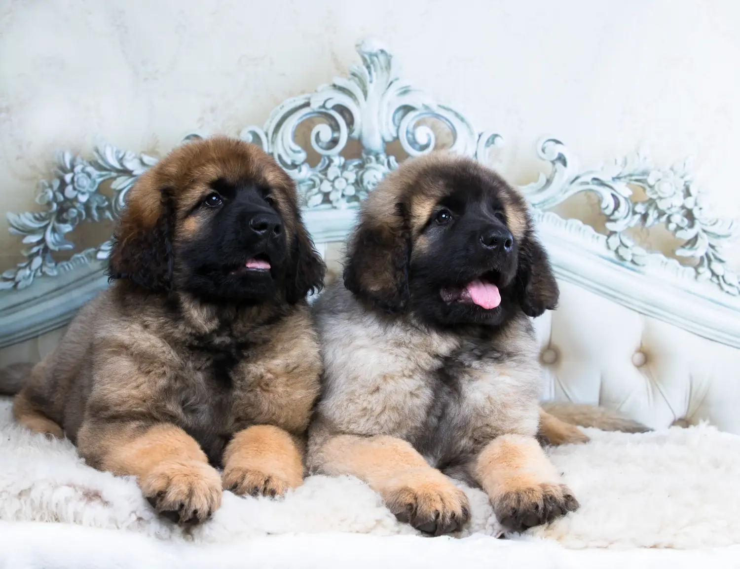 Acquistare un cucciolo di Leonberger significa assumersi delle responsabilità! Comprare cuccioli di Leonberger.