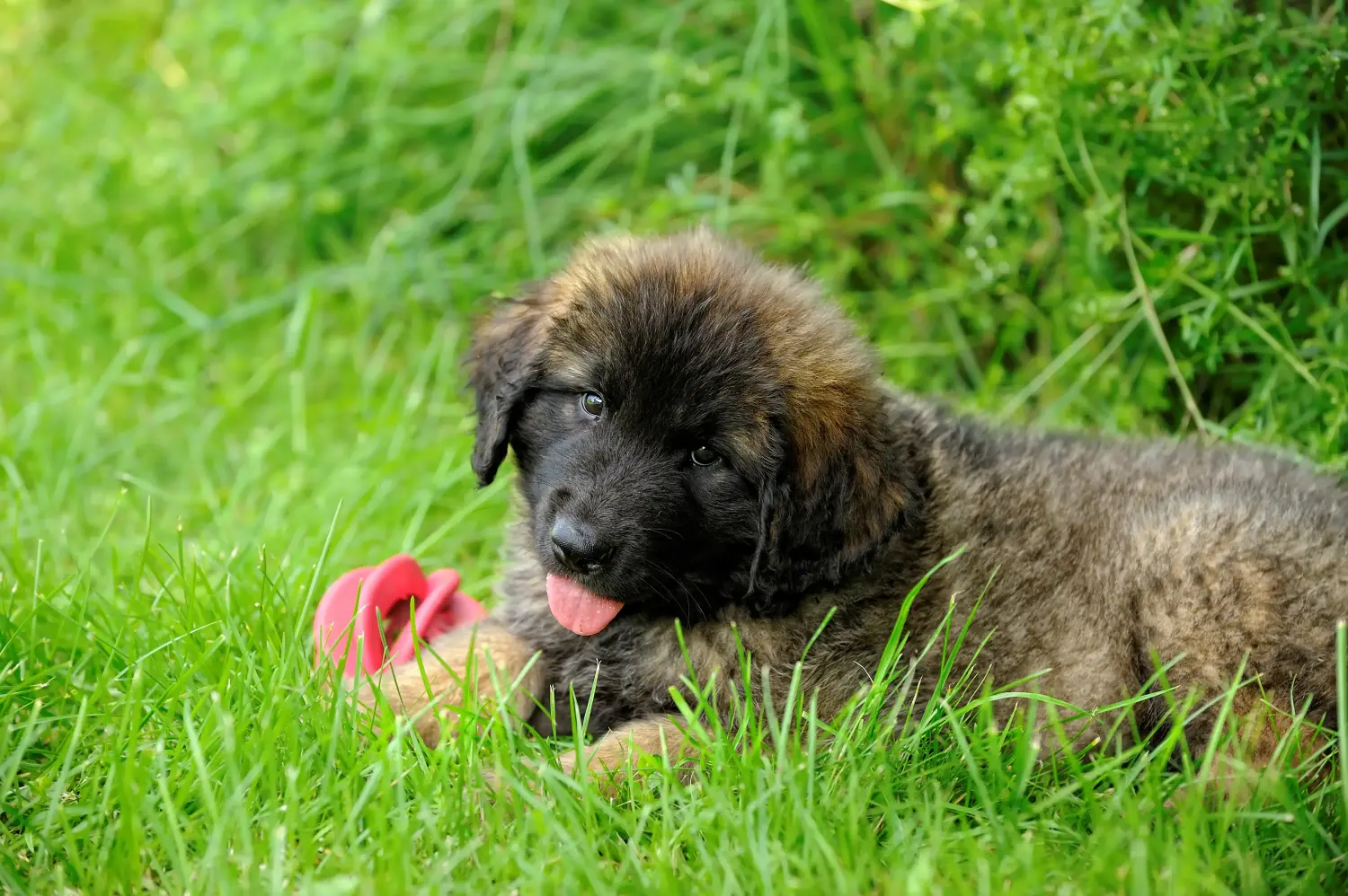 Acquistare un cucciolo di Leonberger significa assumersi delle responsabilità! Comprare cuccioli di Leonberger.