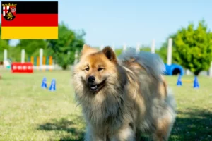 Scopri di più sull'articolo Allevatori di Eurasier e cuccioli in Renania-Palatinato