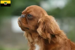 Scopri di più sull'articolo Allevatori di King Charles Spaniel e cuccioli in Sassonia-Anhalt