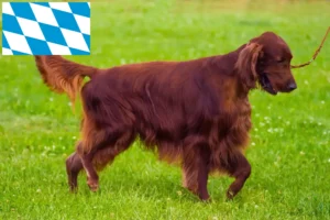 Scopri di più sull'articolo Allevatori di Setter Rossi Irlandesi e cuccioli in Baviera