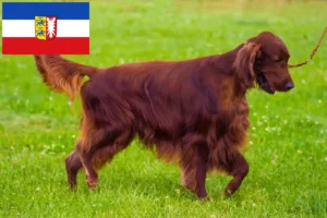 Scopri di più sull'articolo Allevatori e cuccioli di Setter Rosso Irlandese a Schleswig-Holstein