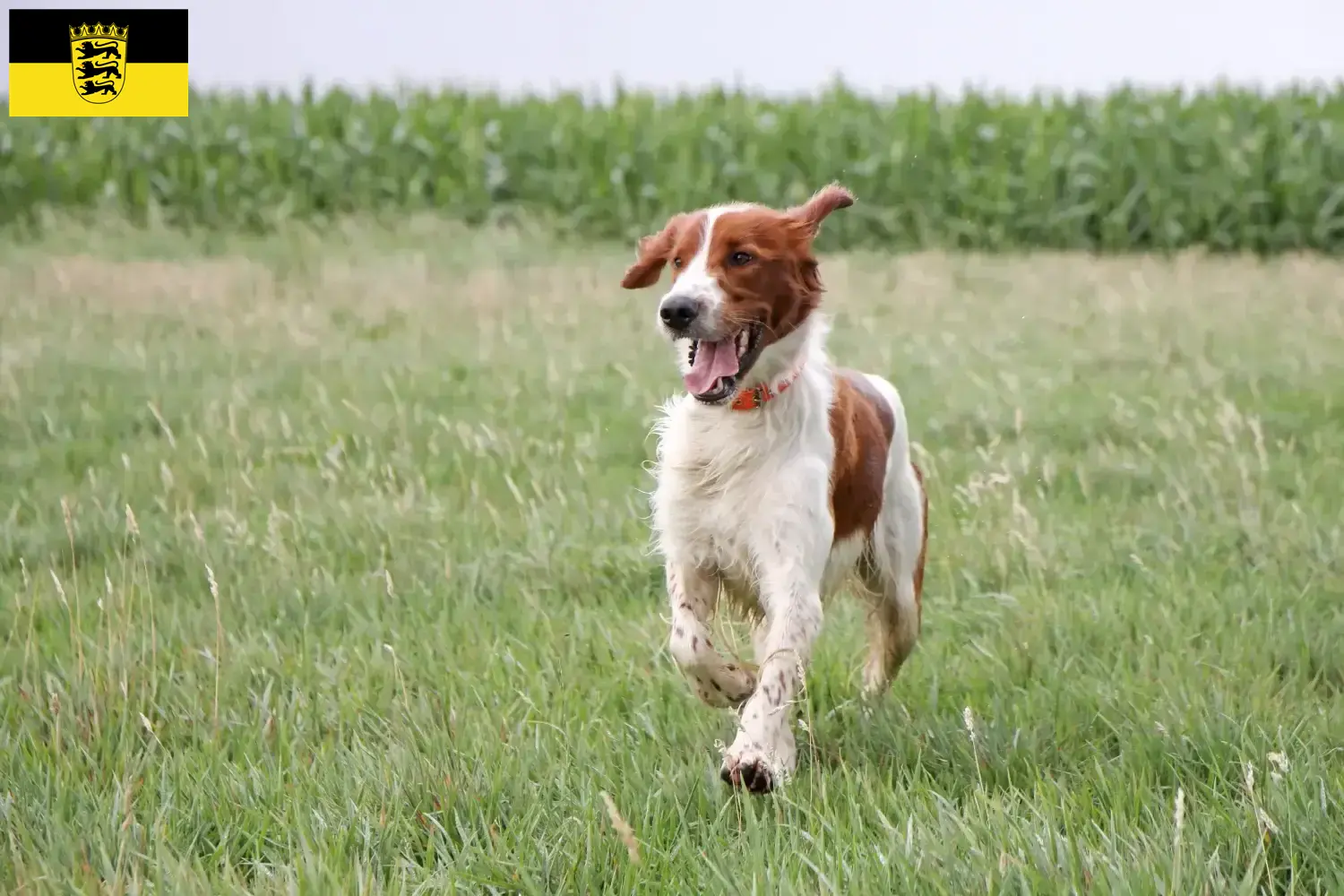Cuccioli di Setter irlandese rosso e bianco e allevatori Baden-Württemberg Qui potete trovare gli allevatori di Setter irlandesi bianchi e rossi nel Baden-Württemberg.