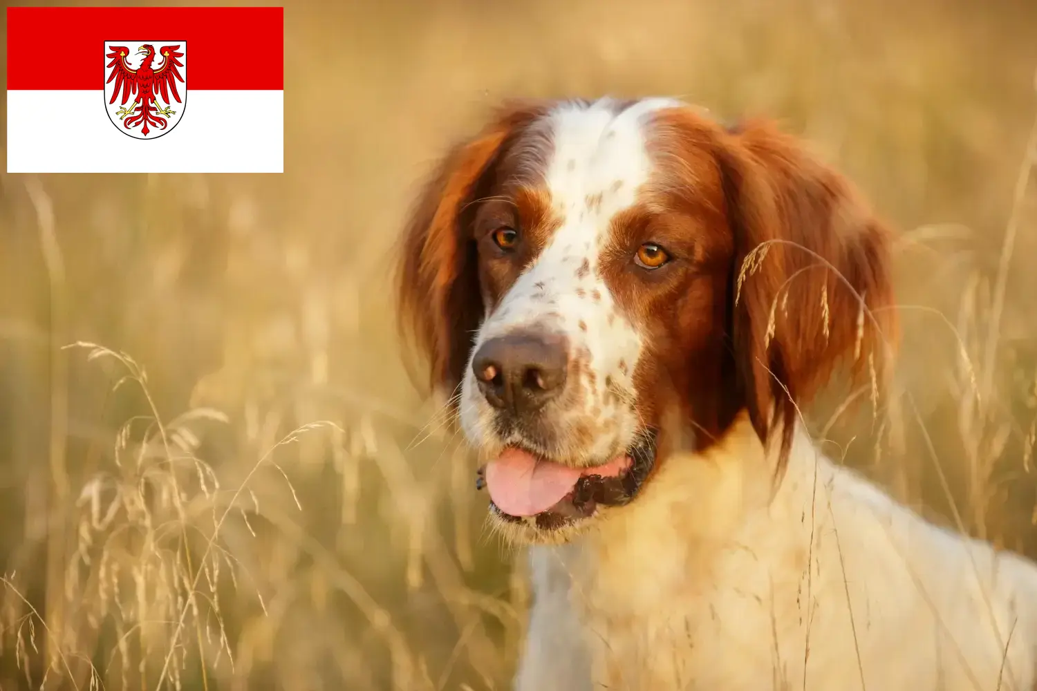 Cuccioli di Setter irlandese rosso e bianco e allevatori Brandeburgo Qui è possibile trovare allevatori di Setter irlandesi bianchi e rossi a Brandeburgo.