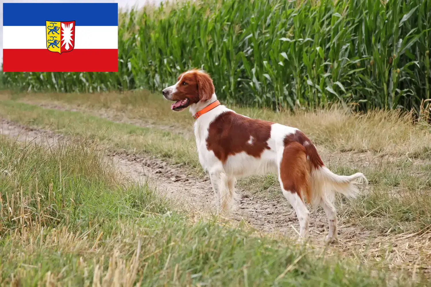 Cuccioli di Setter irlandese rosso e bianco e allevatori Schleswig-Holstein Qui potete trovare gli allevatori di Setter irlandesi bianchi e rossi a Schleswig-Holstein.