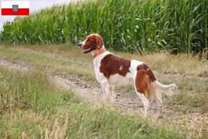 Scopri di più sull'articolo Allevatori e cuccioli di Setter irlandese rosso e bianco in Turingia