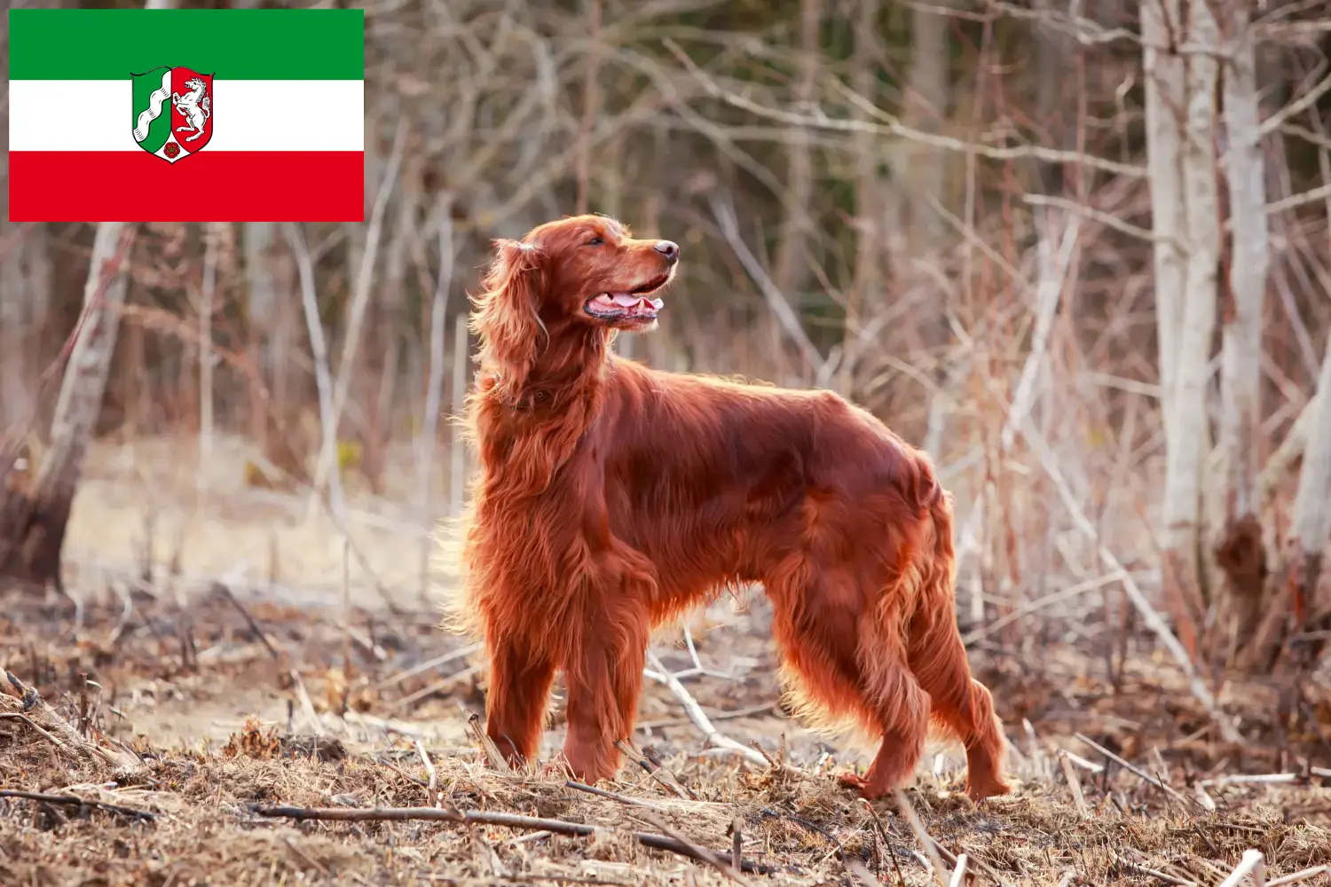 Cuccioli di Setter Rosso Irlandese e allevatori della Renania Settentrionale-Vestfalia Qui potete trovare gli allevatori di Setter Irlandese Rosso in Nord Reno-Westfalia.