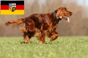 Scopri di più sull'articolo Allevatori e cuccioli di Setter Rosso Irlandese in Saarland