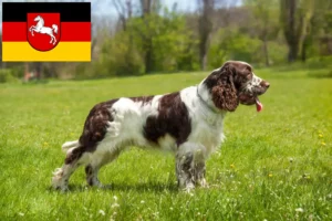 Scopri di più sull'articolo Allevatori di Springer Spaniel Inglese e cuccioli in Bassa Sassonia