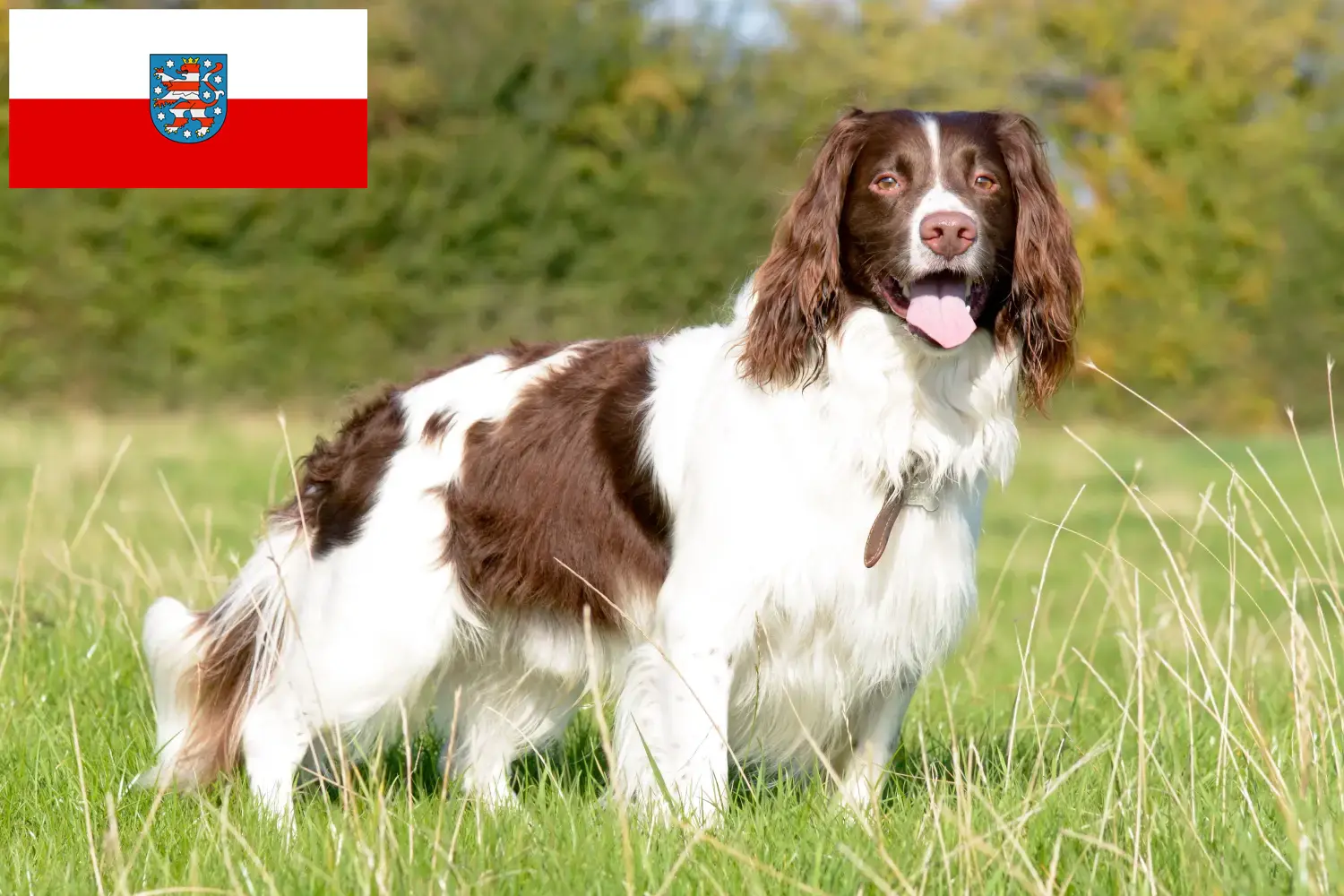 Cuccioli di Springer Spaniel Inglese e allevatori Turingia Qui potete trovare allevatori di Springer Spaniel inglesi in Turingia.