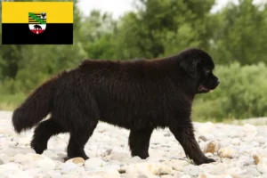 Scopri di più sull'articolo Allevatori e cuccioli di Terranova in Sassonia-Anhalt