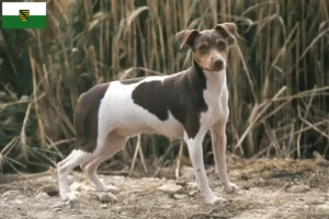 Scopri di più sull'articolo Allevatori di Brazilian Terrier e cuccioli in Sassonia