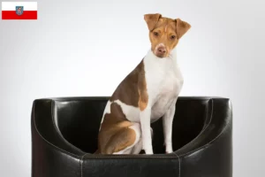 Scopri di più sull'articolo Allevatore di Terrier brasiliani e cuccioli in Turingia
