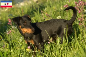 Scopri di più sull'articolo Allevatori e cuccioli di German Hunting Terrier in Mecklenburg-Vorpommern