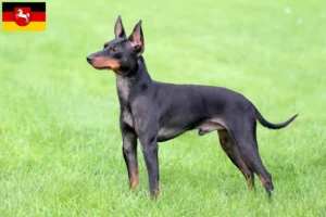 Scopri di più sull'articolo Allevatori di English Toy Terrier e cuccioli in Bassa Sassonia