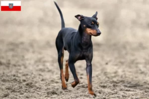 Scopri di più sull'articolo Allevatori di English Toy Terrier e cuccioli in Turingia