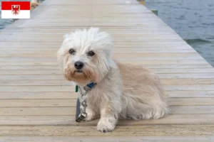 Scopri di più sull'articolo Allevatori di Dandie Dinmont Terrier e cuccioli a Brandeburgo