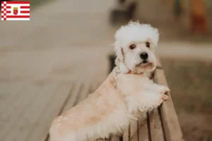Scopri di più sull'articolo Allevatori di Dandie Dinmont Terrier e cuccioli a Bremen