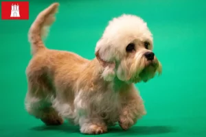 Scopri di più sull'articolo Allevatori di Dandie Dinmont Terrier e cuccioli a Amburgo