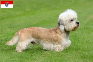 Scopri di più sull'articolo Allevatori di Dandie Dinmont Terrier e cuccioli in Hessen
