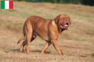 Scopri di più sull'articolo Allevatori di Dogue de Bordeaux e cuccioli in Italia
