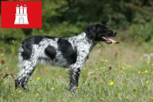 Scopri di più sull'articolo Allevatori di Epagneul Breton e cuccioli ad Amburgo