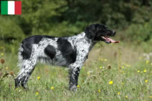 Scopri di più sull'articolo Allevatori di Epagneul Breton e cuccioli in Italia